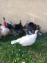  ПРОДАВАМ  ДОМАШНО ГЛЕДАНИ  ПУЙКИ ОТ 6 ПОРОДИ, снимка 15