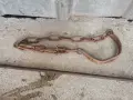 Стари ковани предмети, снимка 3