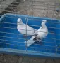 Гълъби   гълъби , снимка 2