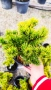 Pinus mugo Dezember gold(Клек Декемврийско злато), снимка 6
