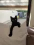 Мъжко черно коте търси любящ дом, снимка 4