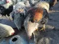 Катунски петли за разплод или клане, снимка 4