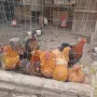 Продавам орпингтони,павловска, амрок, снимка 3