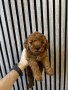 Мини Пудел Момчета / Mini Poodle Boys, снимка 6