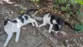 Подарявам котенца!, снимка 1