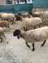  Продавам черноглави агнета, снимка 1
