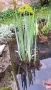 Продавам растения Жълт воден ирис, снимка 5