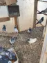 Продавам гълъби, снимка 2