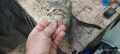 Подарявам малко женско коте, снимка 12