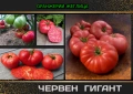 Домат ЧЕРВЕН ГИГАНТ + още над150 сорта домати, снимка 1