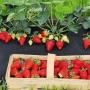 целогодилшен разсад ягоди , снимка 2