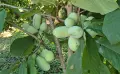 Индиански Банан /(Пау Пау), снимка 4