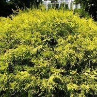 Лъжекипарис жълто джудже, Chamaecyparis pisifera 'Filifera Aurea Nana', снимка 6 - Градински цветя и растения - 44358566