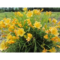 Цветя Хемерокалис – разсад за пролетно засаждане, снимка 4 - Разсади - 41683701