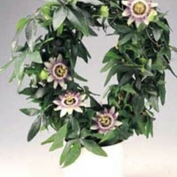 Пасифлора / Passiflora caerulea, снимка 2 - Градински цветя и растения - 36106609