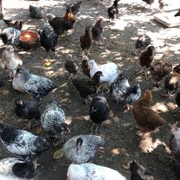 Големи КАТУНСКИ пилета, снимка 14 - Кокошки и пуйки - 41337228
