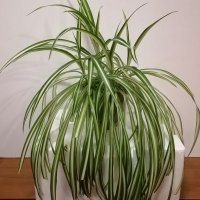 Хлорофитум / Chlorophytum comosum /, снимка 1 - Стайни растения - 41223385