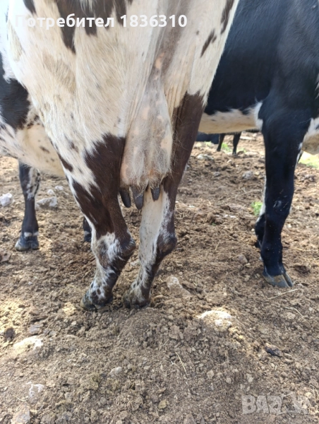 Крава, снимка 1