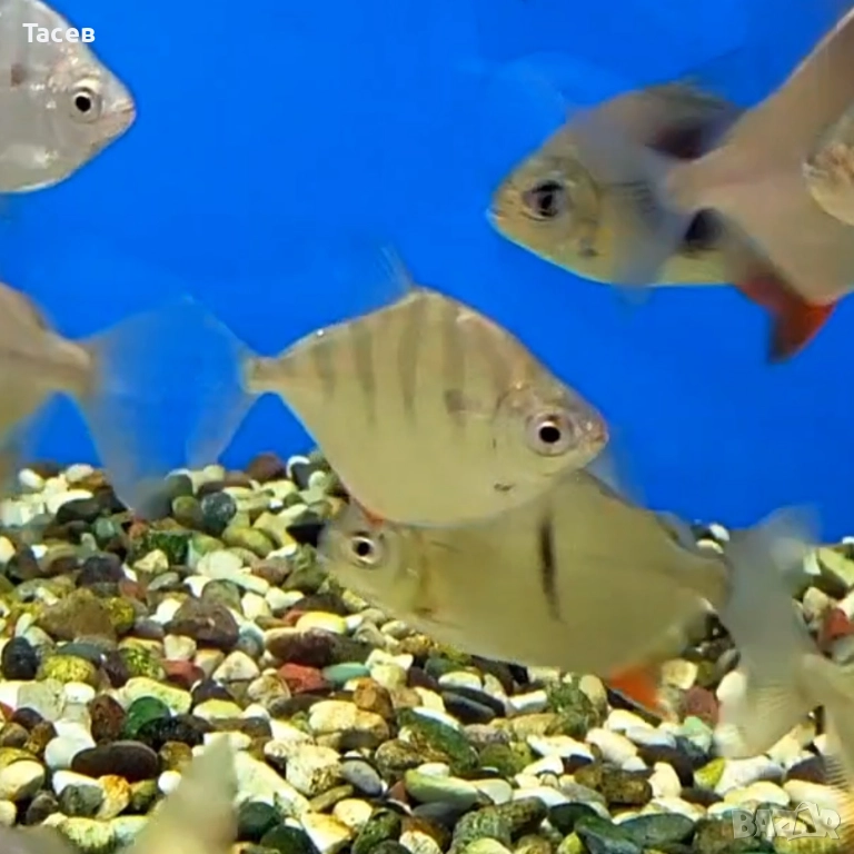 Милеус сетигер 5-6см, снимка 1