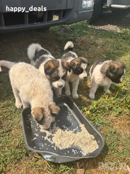 Кученца пухчета акита и хъски, снимка 1