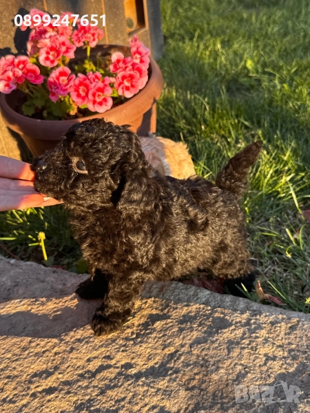 Пудел той, снимка 1