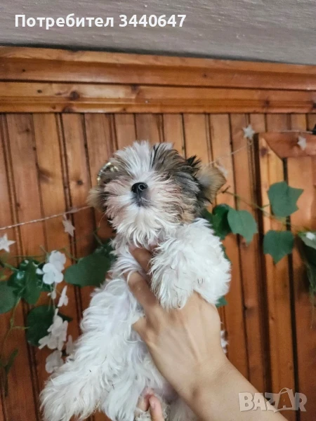 Мини женски Бивър йорки , снимка 1