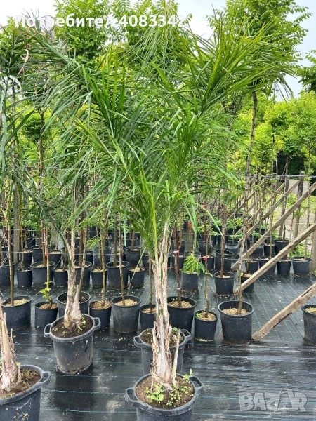 Кокосова Палма, снимка 1