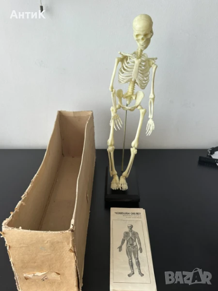 Соц Учебен Модел на Човешки Скелет, снимка 1