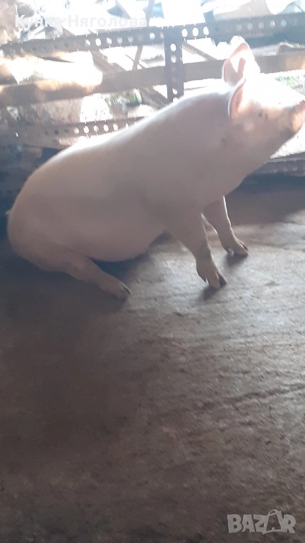 Продавам прасе, снимка 1