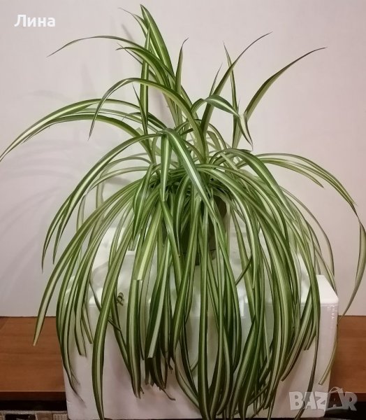 Хлорофитум / Chlorophytum comosum /, снимка 1