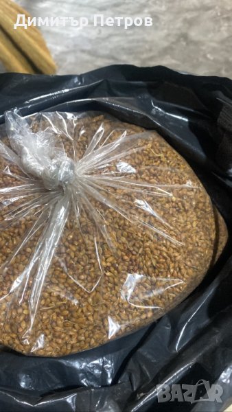 Метлено семе, снимка 1