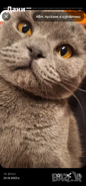 Клепоух Шотландски котарак за разплод, снимка 1