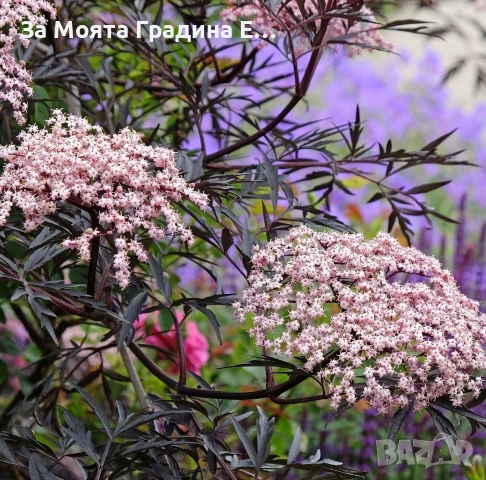 Черен Бъз - Sambucus nigra , снимка 4 - Градински цветя и растения - 53636100