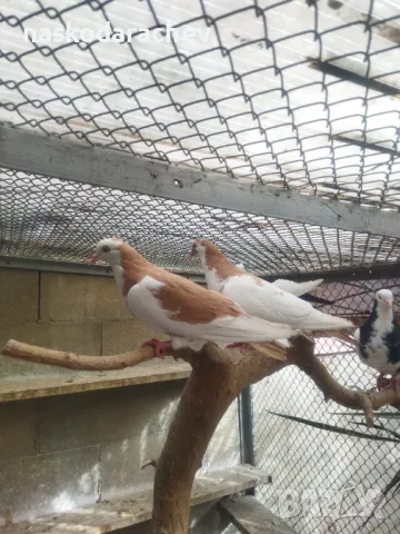 Гълъби на въртене и глас дрезгави различни цветове , снимка 6 - Гълъби - 48636361