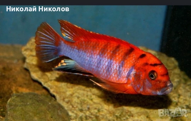 Африкански Цихлиди Малави, снимка 8 - Рибки - 51768254