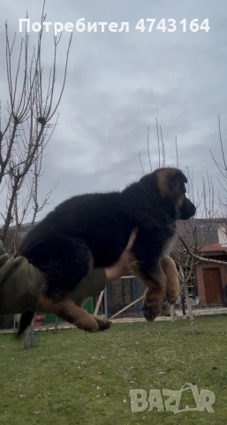 Чистокръвни Немски Овчарки, снимка 3 - Немска овчарка - 53542207