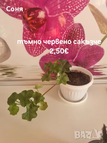 Различни  цветя 