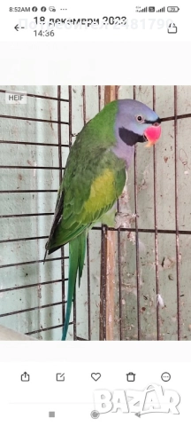 Птици, снимка 4 - За птици - 51924824