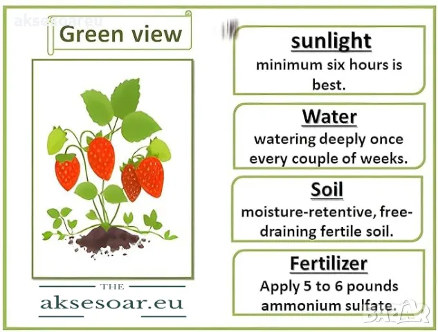 80 семена от плод черна ягода органични плодови ягодови семки от вкусни черни ягоди отлични плодове, снимка 7 - Сортови семена и луковици - 50419261