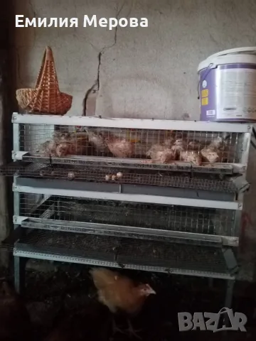 Продавам клетка за пъдпъдъци +пъдпъдъци 