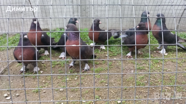 Продавам гълъби Миро може и бартер , снимка 5 - Гълъби - 51092225
