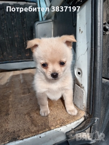 мъжки и женски кученца, снимка 3 - Померан - 52864204
