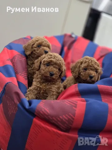 ​3 плюшени момчета! 🧸
