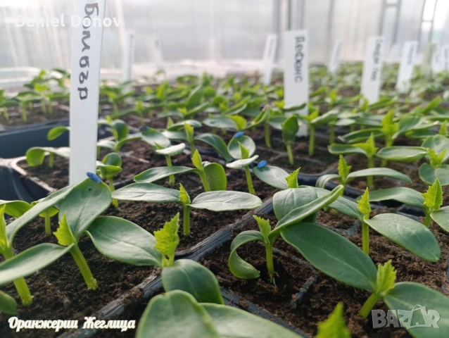 Домат ЧЕРВЕН ГИГАНТ + още над150 сорта домати, снимка 9 - Разсади - 53716352