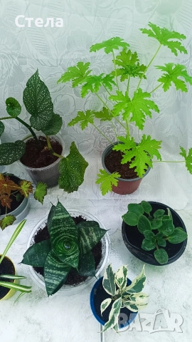 комплект цветя, Аглаонема, Бенджамин и други стайни растения , снимка 16 - Стайни растения - 46295372