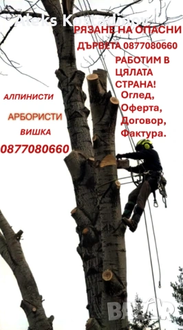 Рязане на Опасни и Високи Дървета в Цялата Страна