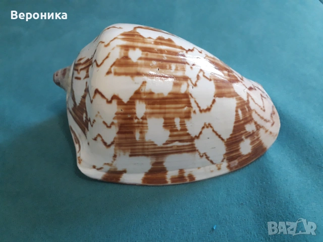 Сувенрна раковина от морски охлюв