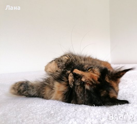 Коте мейн кун , снимка 4 - Мейн кун - 41207030