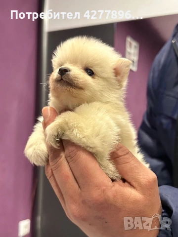 Померанче , снимка 2 - Померан - 53692494