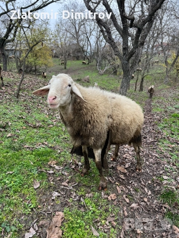 Коч Асаф, снимка 4 - Овце - 52886622